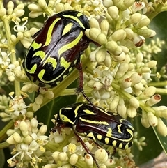 Eupoecila australasiae (Fiddler Beetle) at Pialligo, ACT - 2 Jan 2025 by Pirom