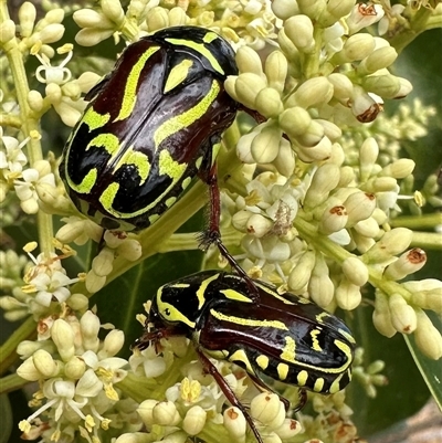 Eupoecila australasiae (Fiddler Beetle) at Pialligo, ACT - 2 Jan 2025 by Pirom