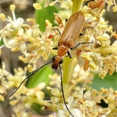 Australozonitis lutea (Oil beetle) at Pialligo, ACT - 2 Jan 2025 by Pirom