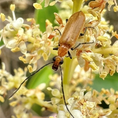 Australozonitis lutea (Oil beetle) at Pialligo, ACT - 2 Jan 2025 by Pirom