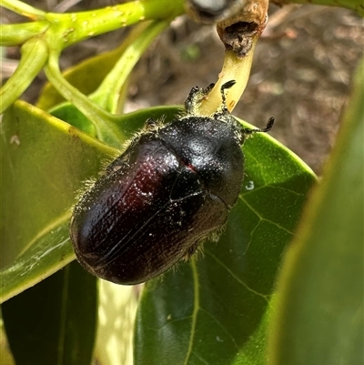 Bisallardiana gymnopleura (Brown flower chafer) at Pialligo, ACT - 2 Jan 2025 by Pirom