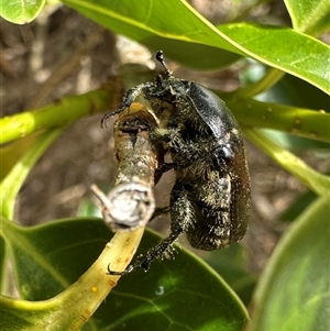 Bisallardiana gymnopleura at Pialligo, ACT - 2 Jan 2025 03:39 PM