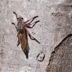 Unidentified Robber fly (Asilidae) at Bandiana, VIC - 30 Dec 2024 by KylieWaldon