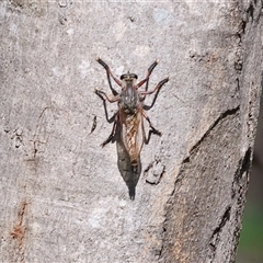 Neoaratus hercules at Bandiana, VIC - 31 Dec 2024 08:27 AM