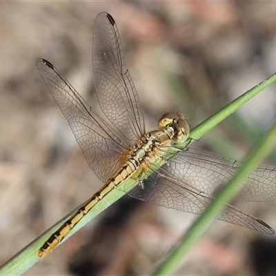 Diplacodes melanopsis (Black-faced Percher) at Bandiana, VIC - 31 Dec 2024 by KylieWaldon