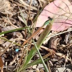 Ischnura aurora (Aurora Bluetail) at Bandiana, VIC - 30 Dec 2024 by KylieWaldon