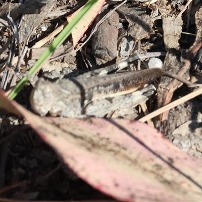 Austroicetes sp. (genus) (A grasshopper) at Bandiana, VIC - 30 Dec 2024 by KylieWaldon