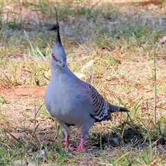 Ocyphaps lophotes (Crested Pigeon) at Bandiana, VIC - 31 Dec 2024 by KylieWaldon