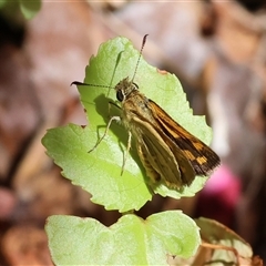 Ocybadistes walkeri (Green Grass-dart) at Wodonga, VIC - 31 Dec 2024 by KylieWaldon