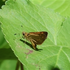 Ocybadistes walkeri at Wodonga, VIC - 31 Dec 2024 01:48 PM