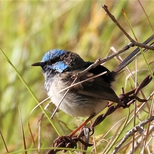 Malurus cyaneus (Superb Fairywren) at West Wodonga, VIC by KylieWaldon