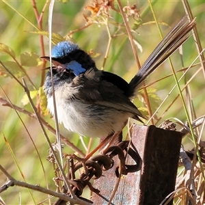 Malurus cyaneus at West Wodonga, VIC - 1 Jan 2025 07:08 AM