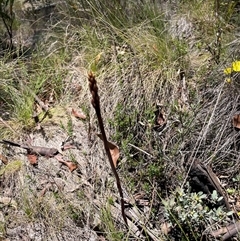 Dipodium sp. (A Hyacinth Orchid) at Cotter River, ACT - 11 Dec 2024 by nathkay