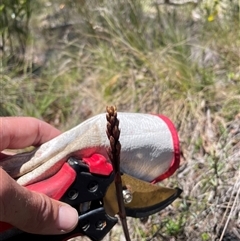 Dipodium sp. at Cotter River, ACT - suppressed