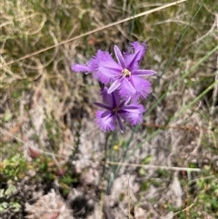 Thysanotus tuberosus subsp. tuberosus (Common Fringe-lily) at Cotter River, ACT - 11 Dec 2024 by nathkay