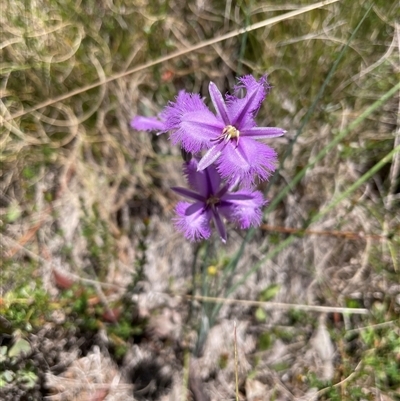 Thysanotus tuberosus subsp. tuberosus (Common Fringe-lily) at Cotter River, ACT - 11 Dec 2024 by nathkay