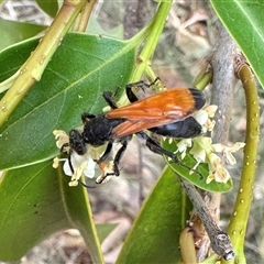 Priocnemis sp. (genus) (Spider wasp) at Pialligo, ACT - 2 Jan 2025 by Pirom