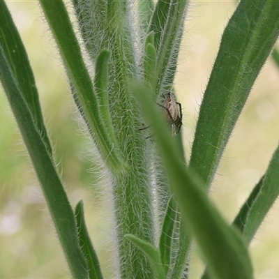 Oxyopes (genus) (Lynx spider) at Lyons, ACT - 3 Jan 2025 by ran452