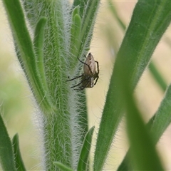 Oxyopes sp. (genus) at Lyons, ACT - 3 Jan 2025