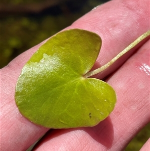 Nymphoides sp. (A Marshwort) at Cotter River, ACT by nathkay