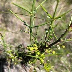 Discaria pubescens (Australian Anchor Plant) at Cotter River, ACT - 11 Dec 2024 by nathkay