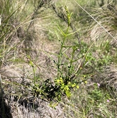 Discaria pubescens at Cotter River, ACT - 11 Dec 2024 10:43 AM