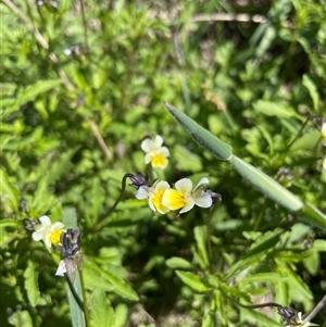 Viola arvensis (Heartsease, Field Pansy) at Cotter River, ACT by nathkay