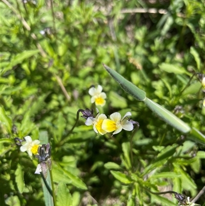 Viola arvensis (Heartsease, Field Pansy) at Cotter River, ACT - 10 Dec 2024 by nathkay