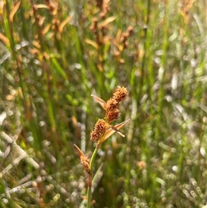 Baloskion australe (Mountain Cordrush) at Cotter River, ACT by nathkay