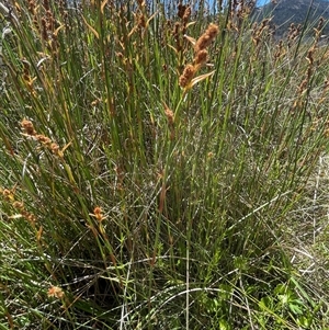 Baloskion australe at Cotter River, ACT - 11 Dec 2024