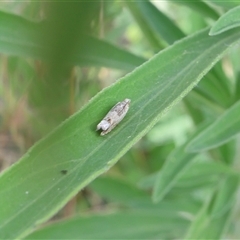 Spilonota constrictana (A Tortricid moth) at Lyons, ACT - 3 Jan 2025 by ran452