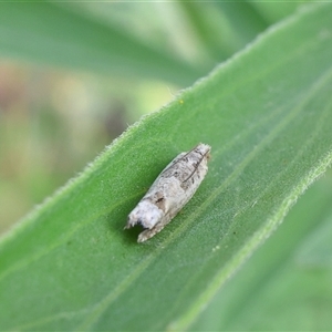 Spilonota constrictana at Lyons, ACT - 3 Jan 2025