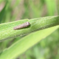 Hemiptera (order) at Lyons, ACT - 2 Jan 2025 by ran452