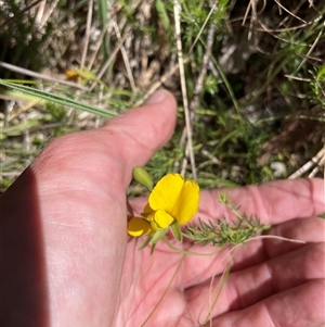 Gompholobium huegelii at Cotter River, ACT - 11 Dec 2024