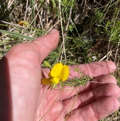 Gompholobium huegelii at Cotter River, ACT - 11 Dec 2024 11:15 AM