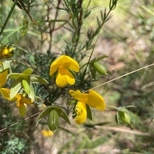 Gompholobium huegelii (pale wedge–pea) at Cotter River, ACT by nathkay