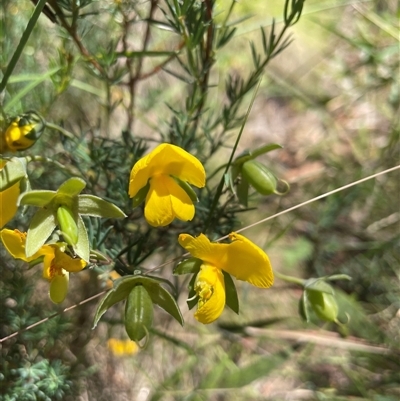 Gompholobium huegelii (pale wedge–pea) at Cotter River, ACT - 11 Dec 2024 by nathkay