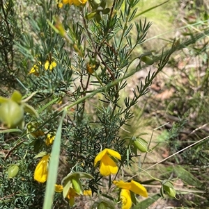 Gompholobium huegelii at Cotter River, ACT - 11 Dec 2024