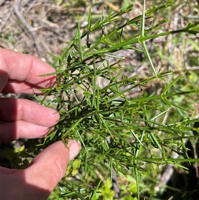 Discaria pubescens (Australian Anchor Plant) at Cotter River, ACT - 11 Dec 2024 by nathkay