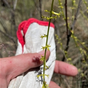 Stackhousia viminea at Cotter River, ACT - 11 Dec 2024 11:58 AM