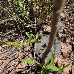 Stackhousia viminea at Cotter River, ACT - 11 Dec 2024 11:58 AM