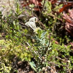 Pimelea linifolia subsp. caesia (Slender Rice Flower) at Cotter River, ACT - 11 Dec 2024 by nathkay