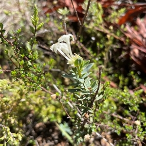 Pimelea linifolia subsp. caesia (Slender Rice Flower) at Cotter River, ACT by nathkay