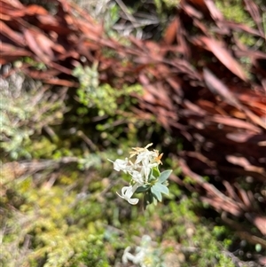 Pimelea linifolia subsp. caesia at Cotter River, ACT - 11 Dec 2024 11:32 AM