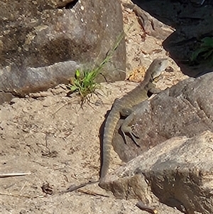 Intellagama lesueurii lesueurii at Greenway, ACT - 1 Jan 2025 09:24 AM