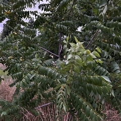 Juglans nigra (Black Walnut) at Curtin, ACT - 31 Dec 2024 by Rebeccaryanactgov