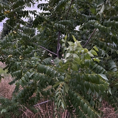 Juglans nigra (Black Walnut) at Curtin, ACT - 31 Dec 2024 by Rebeccaryanactgov