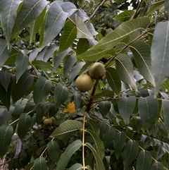 Juglans nigra at Curtin, ACT - 31 Dec 2024 08:26 PM