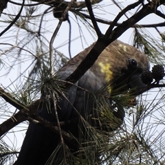 Calyptorhynchus lathami lathami (Glossy Black-Cockatoo) at Penrose, NSW - 12 Mar 2020 by GITM3