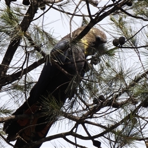 Calyptorhynchus lathami lathami at Penrose, NSW - suppressed